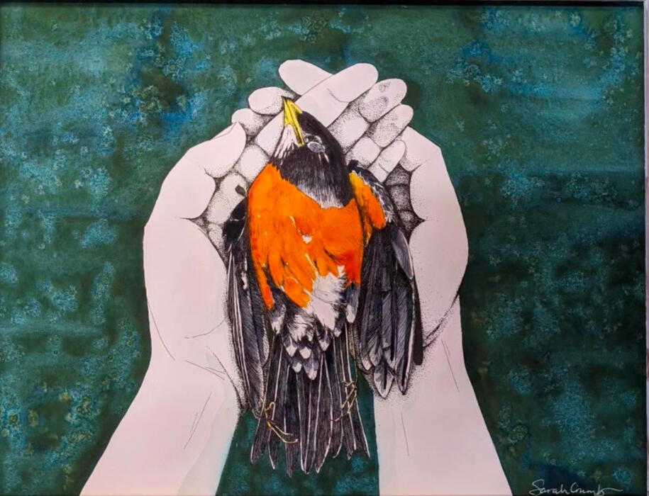 Ink and watercolor of a dead American robin being cracked in a pair of hands over a green background.