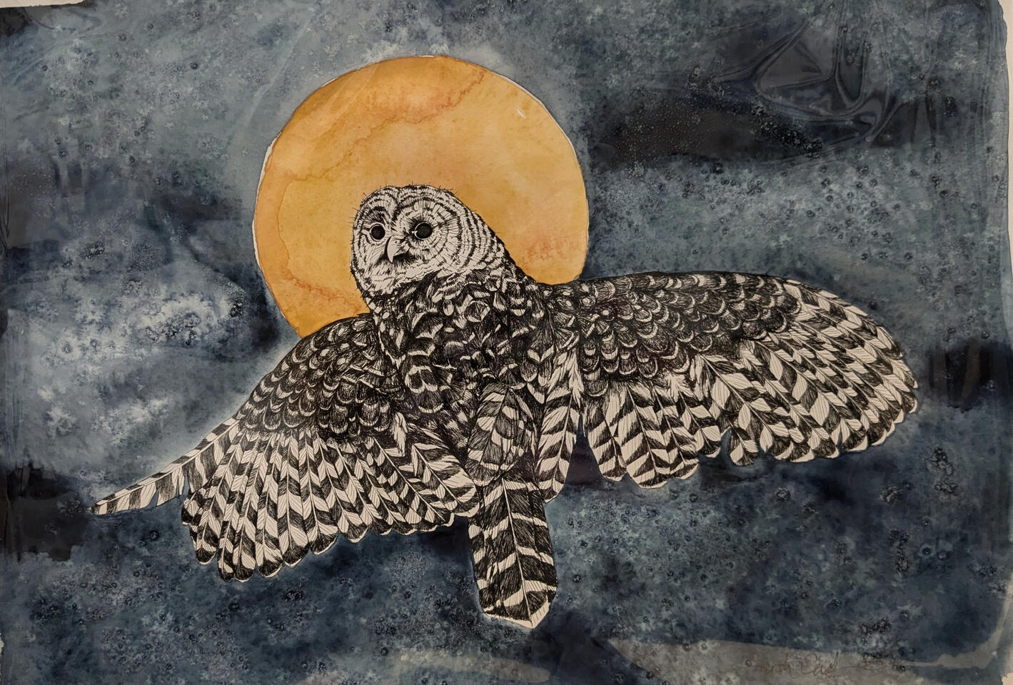 Barred owl with wings outstretched, looking back over shoulder, in black ink. Blue sky with a yellow ochre full moon behind.