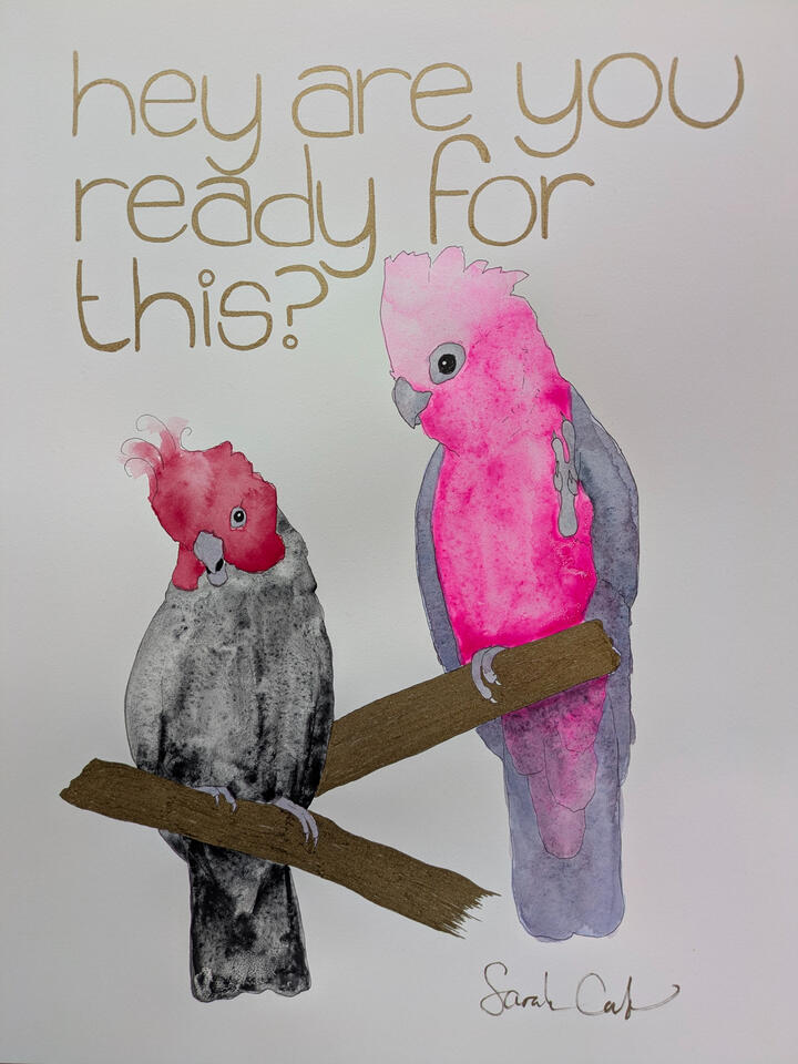 A pink galah cockatoo and a black and red gang gang cockatoo in ink and watercolor. Handlettered text in gold reads "hey are you ready for this?"